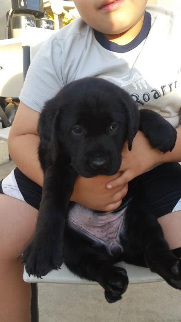 Labrador Retriever puppy for sale + 53928