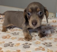 Cedar Grove Dachshunds Dachshund for sale/adoption