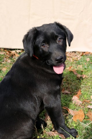 Labrador Retriever puppy for sale + 55192