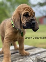 Bloodhound Puppy Bloodhound for sale/adoption