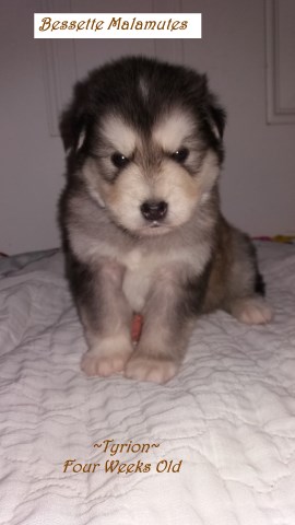 Alaskan Malamute puppy for sale + 48264