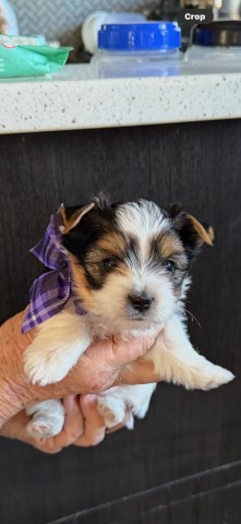 Boy and Girl AKC Parti Yorkie Puppies!