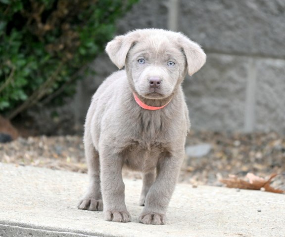 Labrador Retriever puppy for sale + 66894