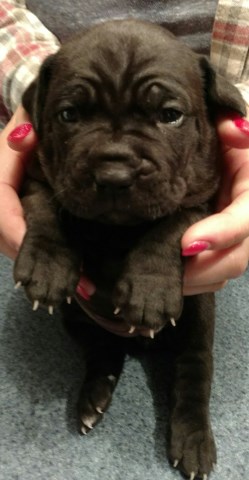 Cane Corso puppy for sale + 47337