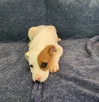 Lily- Female Puppy Labrador Retriever for sale/adoption