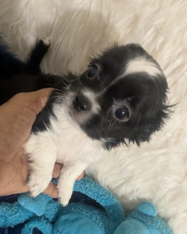 Chihuahua puppy for sale + 67227