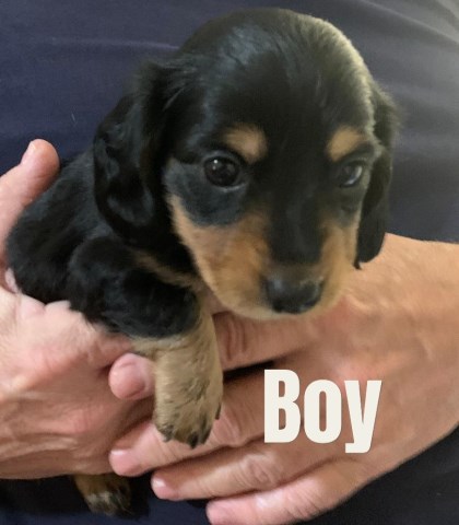 CKC Mini Dachshund Long Hair