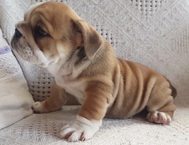 ??? Adorable Lovely English Bulldog Pups????