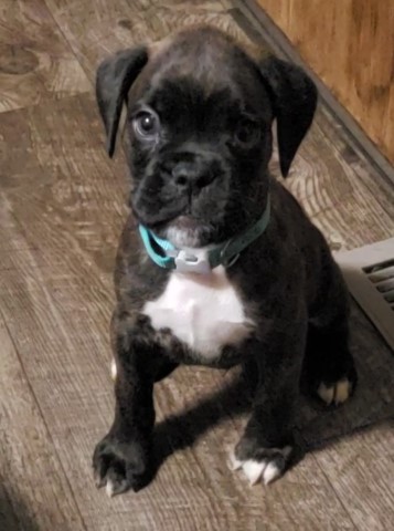 75% Euro Male boxer puppy