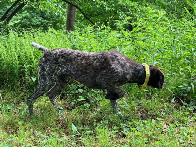 GERMAN SHORTHAIRED POINTER PUPPIES