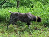 GERMAN SHORTHAIRED POINTER PUPPIES German Shorthaired Pointer for sale/adoption