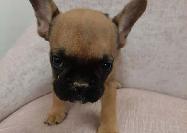 French Bulldog puppy for sale + 59336