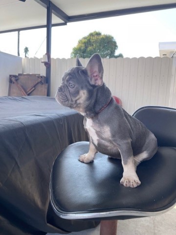 French Bulldog puppy for sale + 66437