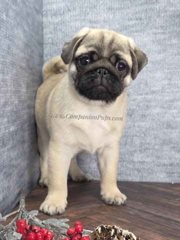 Pug puppy for sale + 66829
