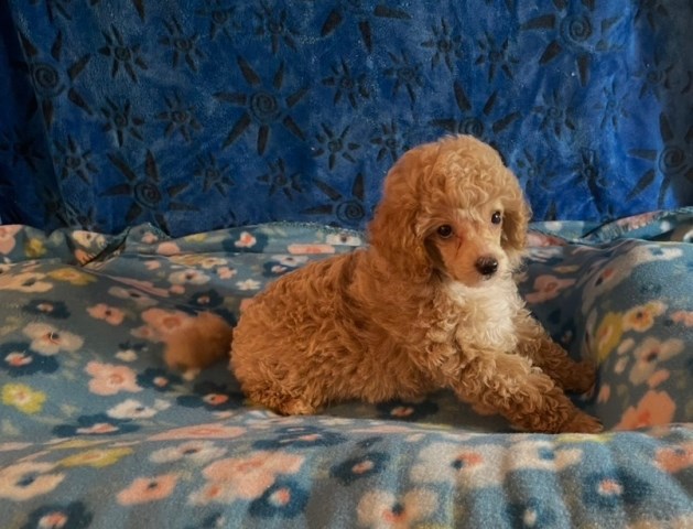 Poodle Toy puppy for sale + 67247