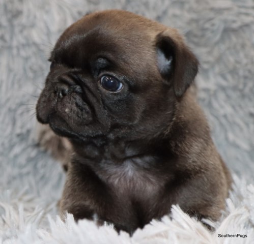 Healthy, amazing AKC Pug Puppies