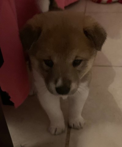 Shiba Inu puppy for sale + 59169