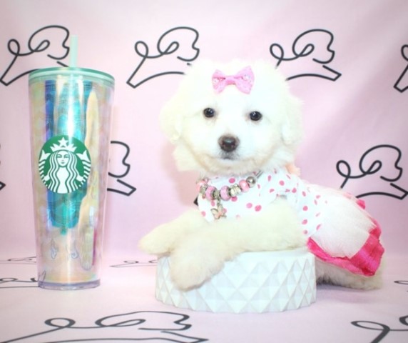 Georgette - Toy Maltipoo Puppy