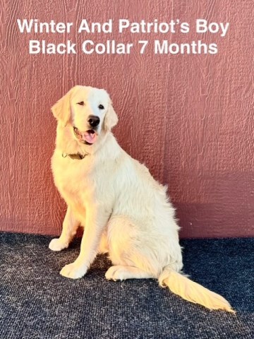 AKC White Long Hair And Standard Coat Male Labrador Puppies