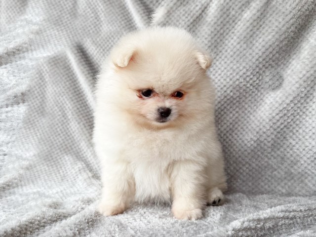 CKC Pomeranian: WILLOW