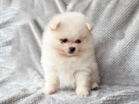 Last Puppy Listed