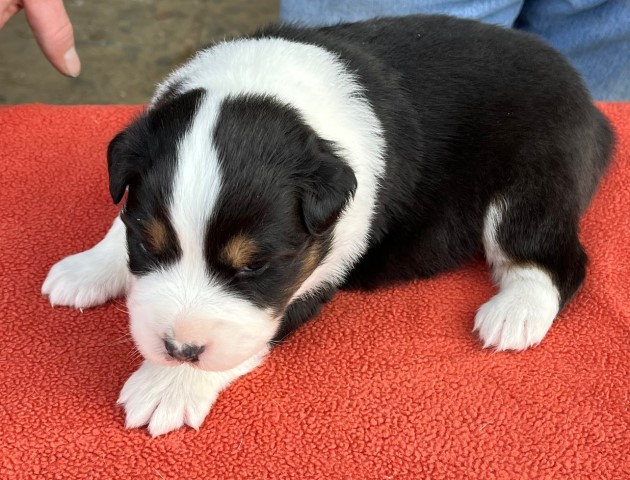 Australian Shepherd Dog puppy for sale + 63246