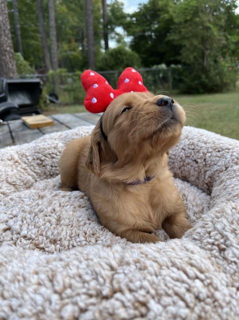AKC Golden Retriever Puppies