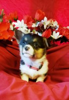 Welsh Corgi Puppies Pembroke Welsh Corgi for sale/adoption