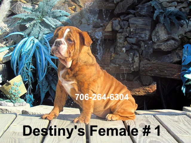 English Bulldog puppy for sale + 47320