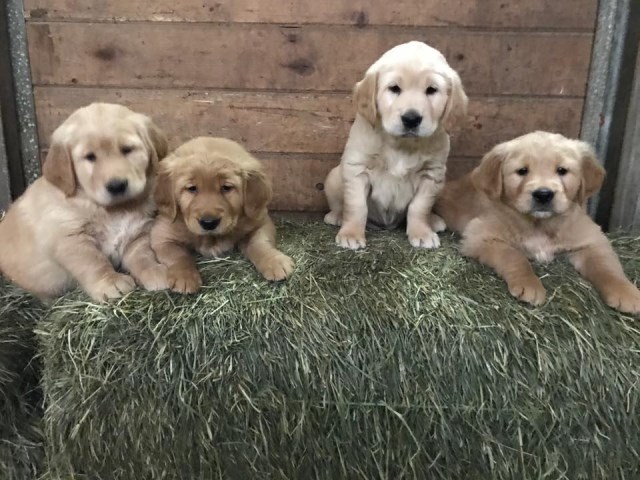 Golden Retriever Puppies - AKC Limited Registration