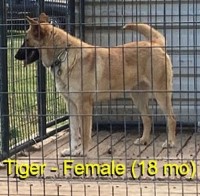 18-month-old (Tiger) For Sale (No Papers) Malinois for sale/adoption