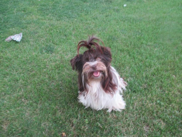 Sierra a chocolate Parti Yorkie