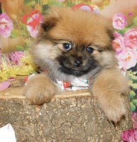 Chicago Pomeranian Boy. Prespoiled and Super Sweet!!! Pomeranian for sale/adoption