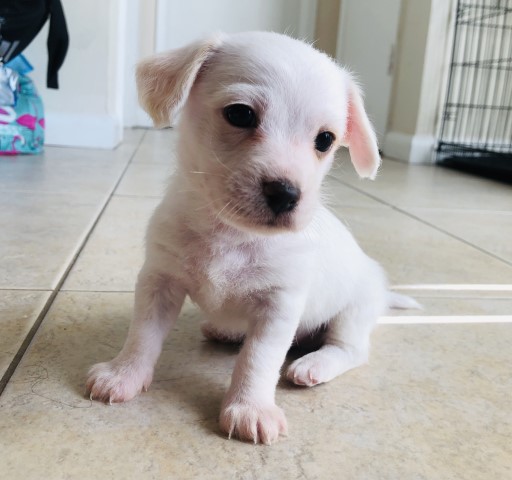 Maltese puppy for sale + 62066