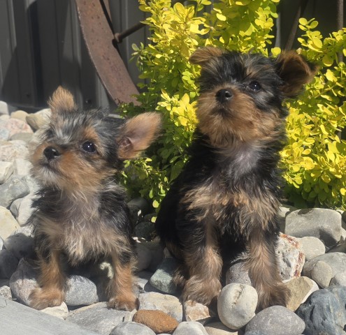 Purebred Yorkie born 3-15-24 call 231 928 1142 Lily