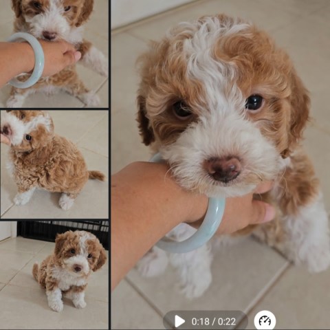 Poodle Miniature puppy for sale + 65056