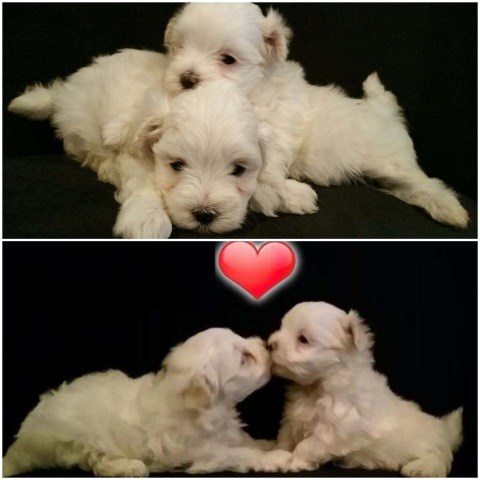 FEMALE MALTESE PUPPIES READY FOR NEW HOME 10-3-19