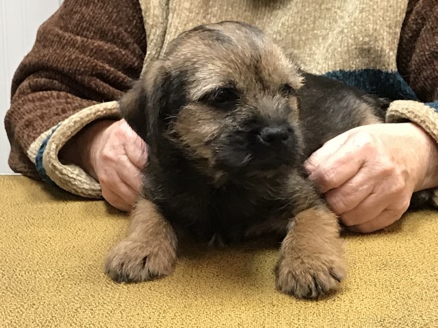 Border Terrier puppy for sale + 51164