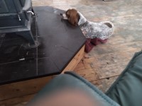 Basset Hound thumbnail