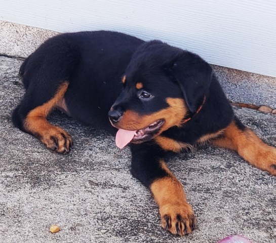 German Rottweiler Puppies