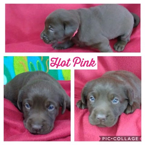 AKC chocolate Labrador Retriever puppies