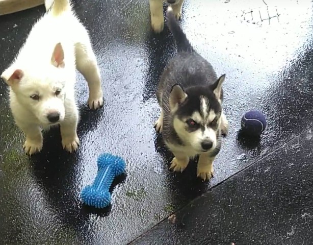 Siberian Husky puppy for sale + 63403