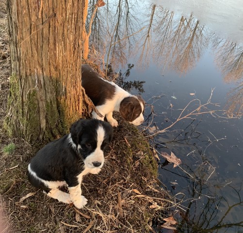 English Springer Spaniel puppy for sale + 62936