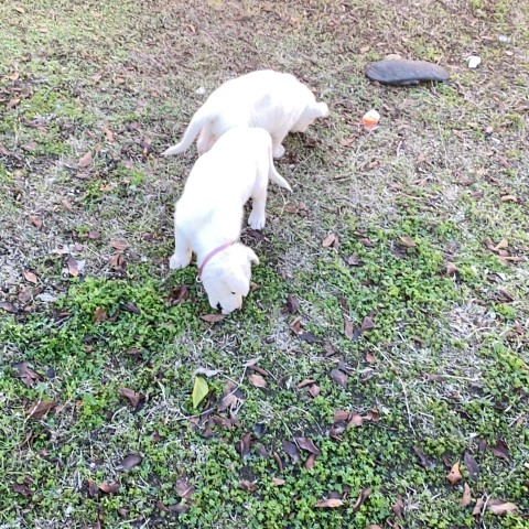 Bolt- White German Shepard Puppy (Boy)