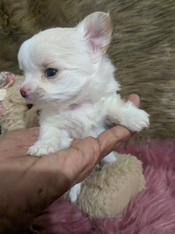 Chihuahua puppy for sale + 66987