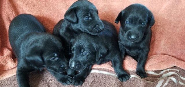 Labrador Retriever puppy for sale + 58122