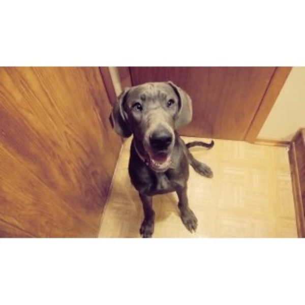 Blue Great Dane Fully Registered