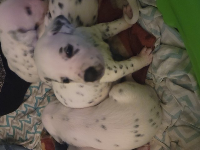 Dalmatian puppy for sale + 64229