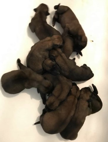 AKC Belgian Malinois Female Puppy For Sale KNPV Lines