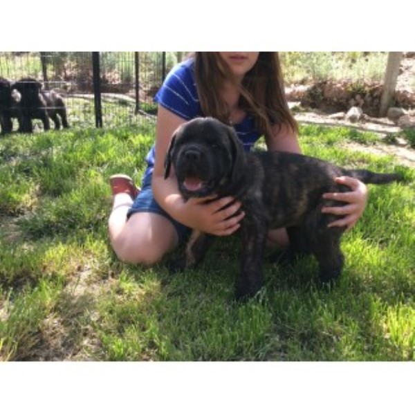 Mastiff puppy for sale + 45696